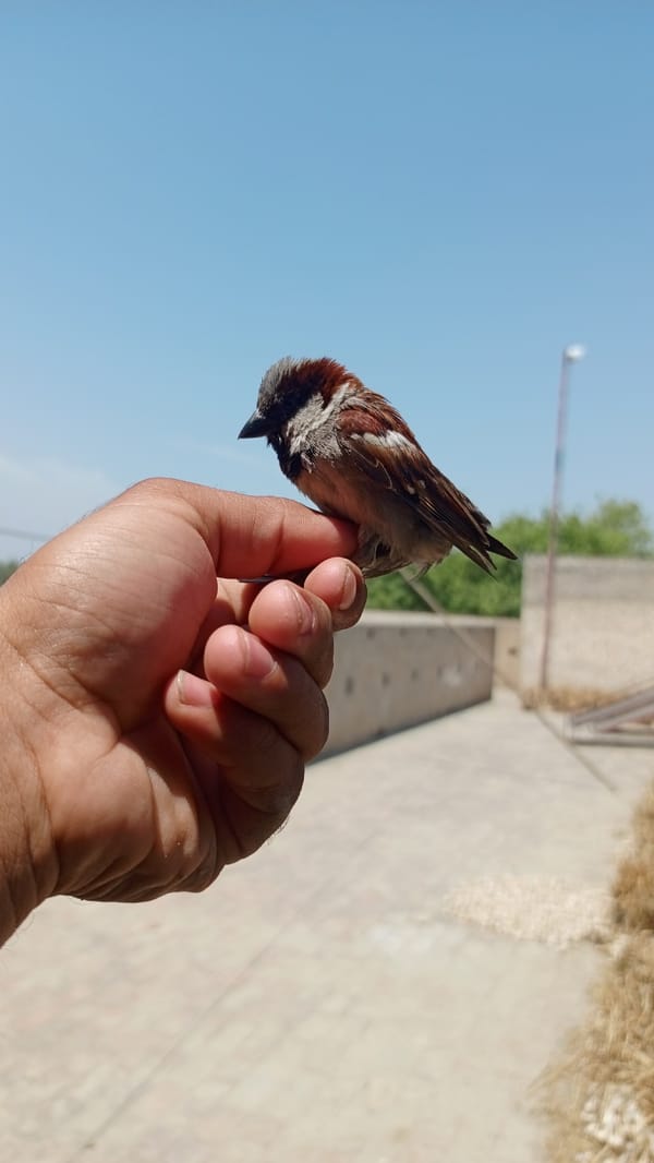 Sparrow perches on person's hand outdoors