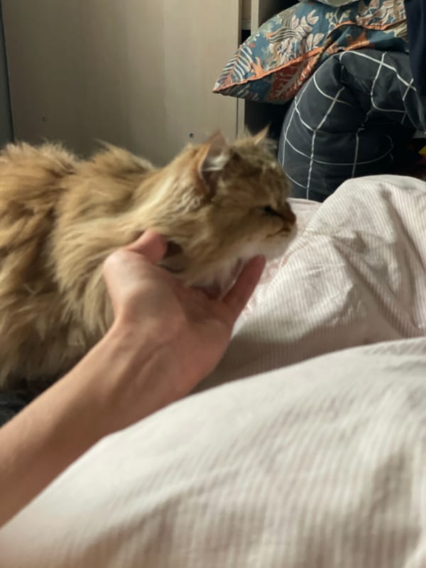Brown cat petted on bed in Sestroretsk, Russia
