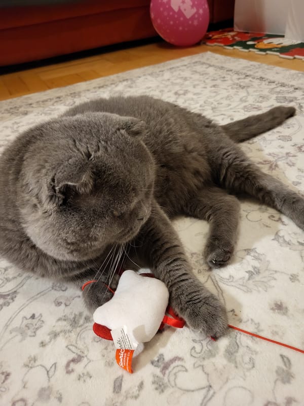 Scottish Fold cat playtime with toys and string