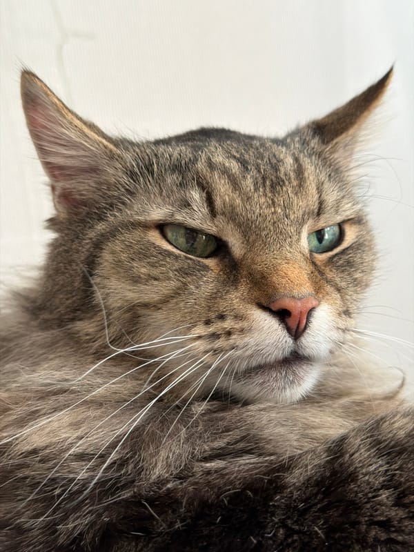 Woman takes morning selfies with tabby cat in Russian bedroom