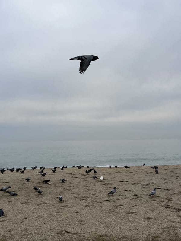 Early morning beach observations recorded in Alanya, Turkey