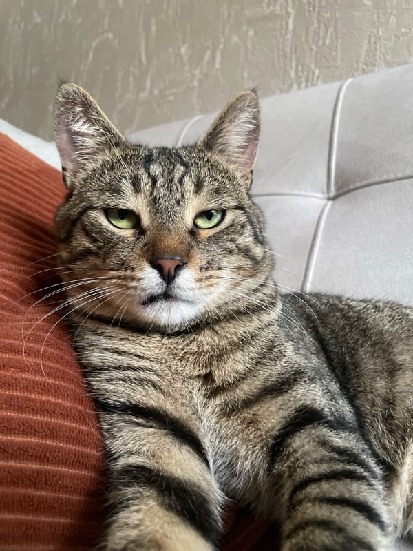Tabby cat lounges at home across multiple angles