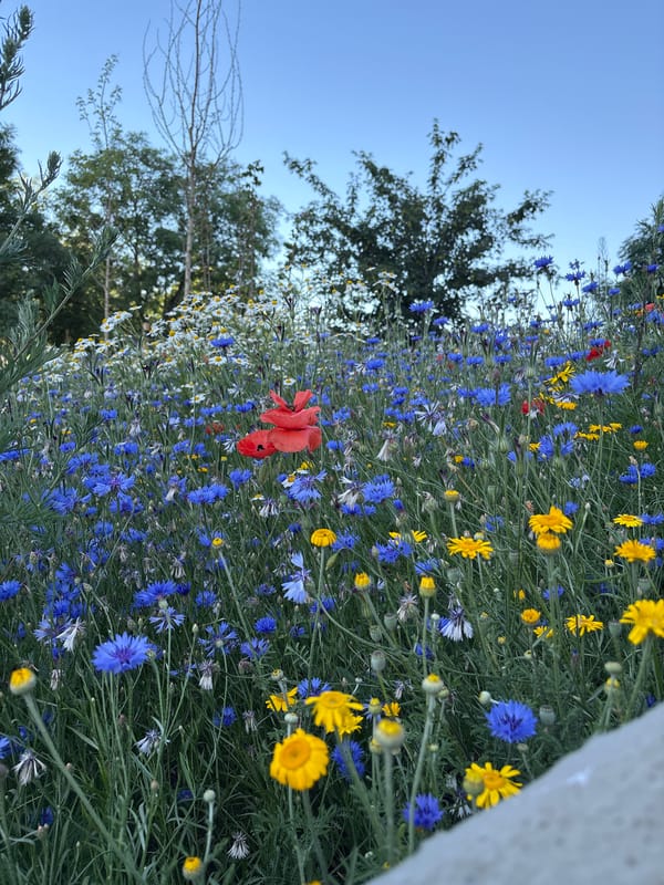 Wildflower meadow in full summer bloom, Hvidovre