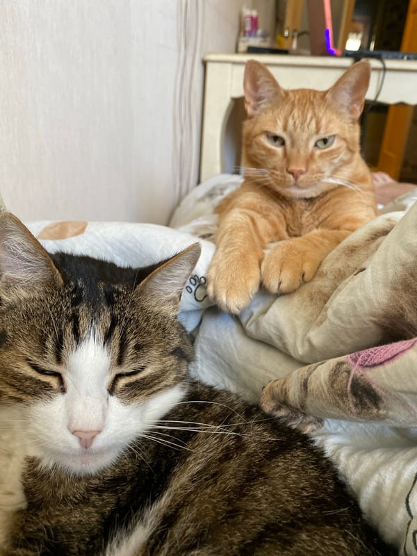 Two cats photographed resting together on blanket in Sevastopol