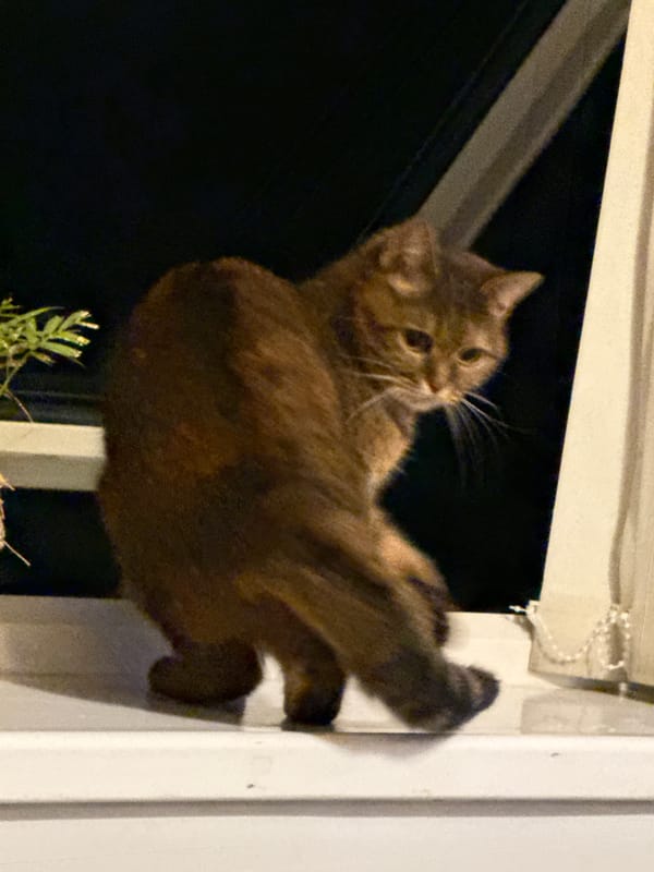 Tabby cats observed resting and being petted indoors