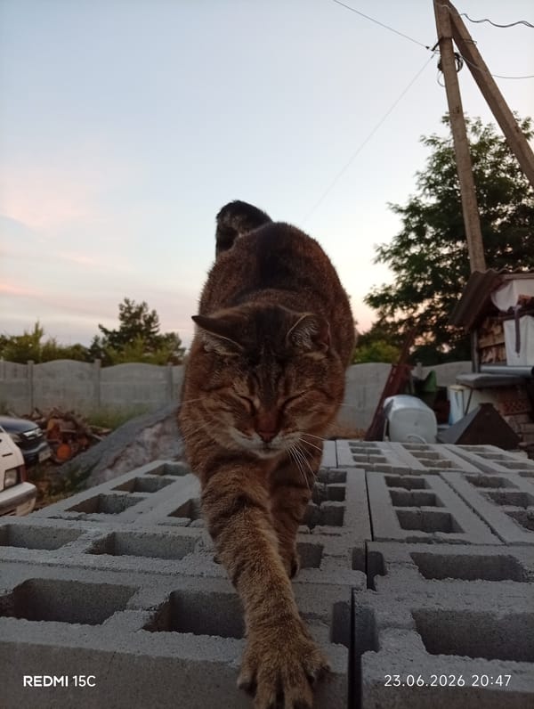 Cats and garden life at dusk in rural Mykolaivka