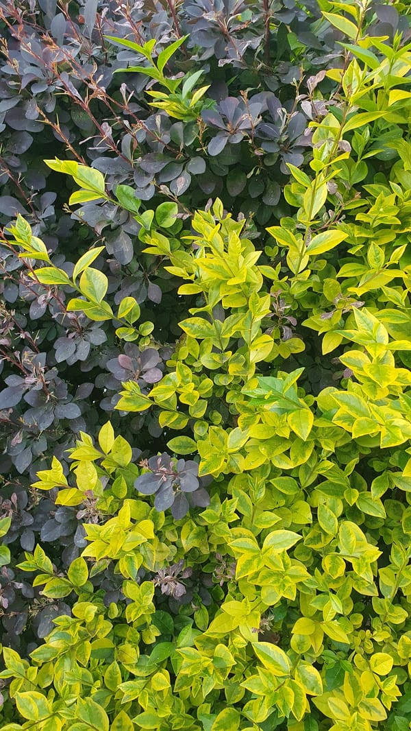 Colorful flowering bushes documented in three-minute observation window