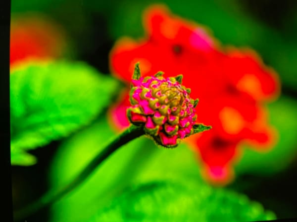 Macro nature photography — flowers, fungi, and insects in Keudebayu