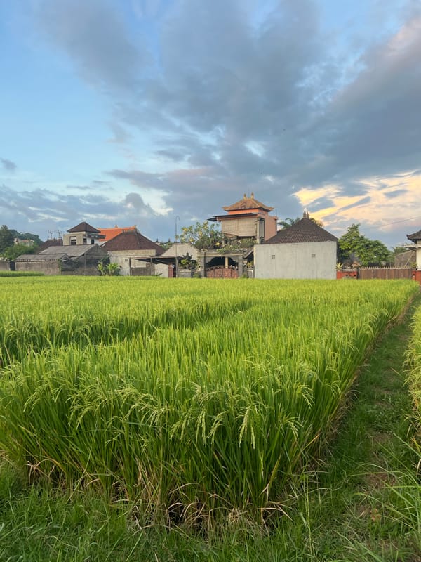 Tourist documents scenic rice paddies and villages in Sukawati