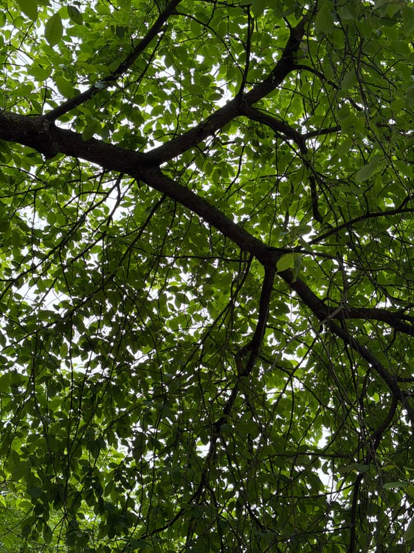 Morning tree canopy observed in Metallostroy, Russia