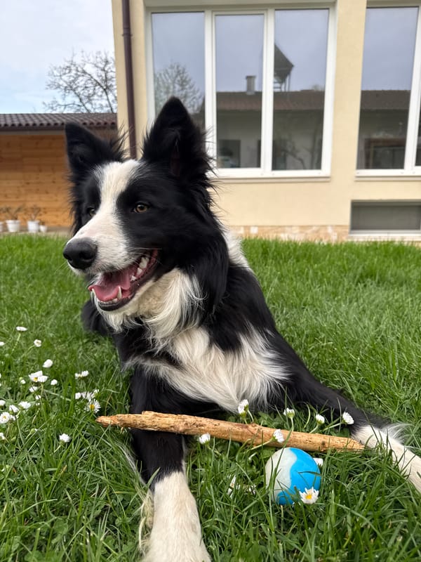 Pets enjoy afternoon leisure time in Bulgarian town