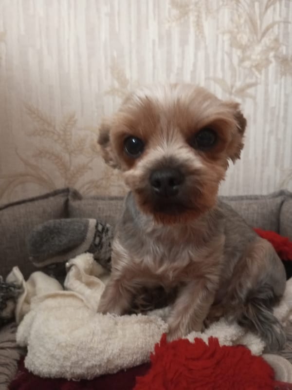 Yorkshire Terrier lounging on blankets in a Russian home