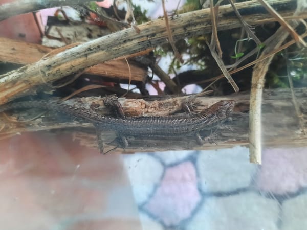 Winter scenes and terrarium reptiles documented in Krasnogorskoye, Russia