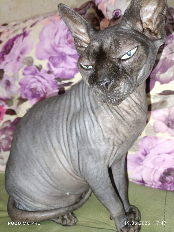 LEGO haul, Funko Pops, and a Sphynx cat in Bender