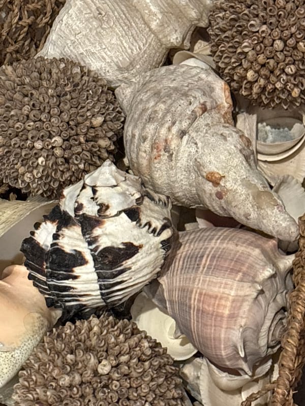 Decorative seashell and dried flower display observed in Puebla