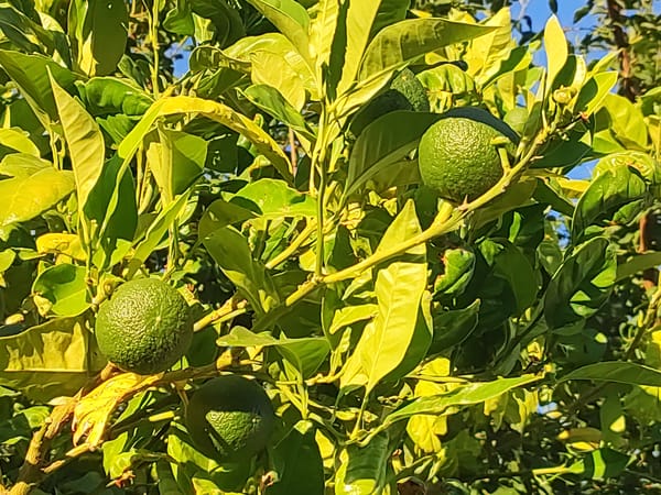 Horses grazing around dry-stone walls in rural Alcántara
