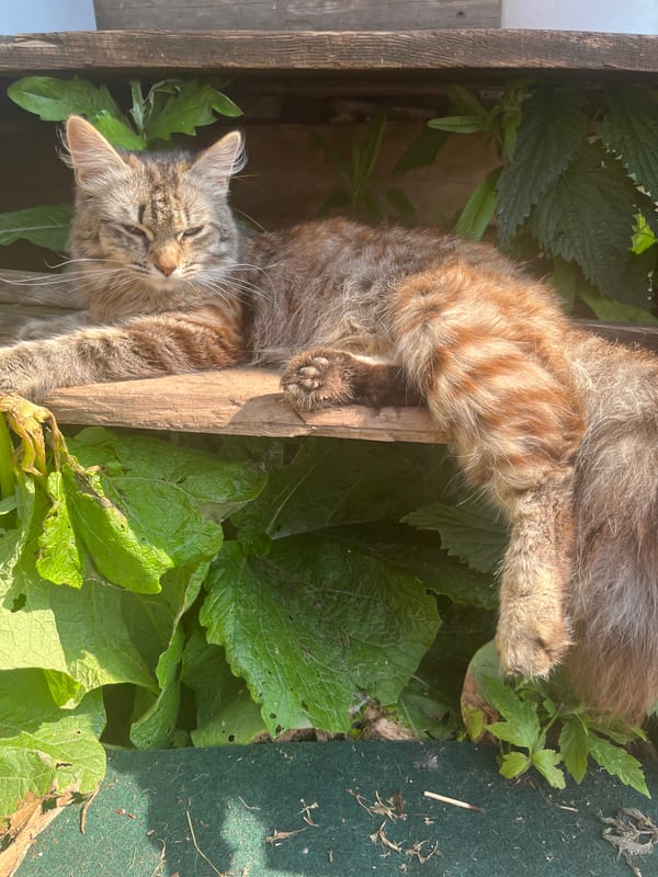 Tabby cat lounging on weathered wood in rural Russia
