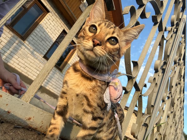 Bengal cat explores a Rzhev backyard on a summer evening