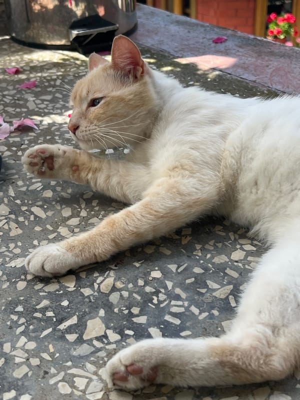 Urban life snapshots: cats, cloudy skies, mascot encounters