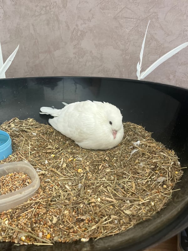 Doves, a rabbit, and indoor plants in a home setting