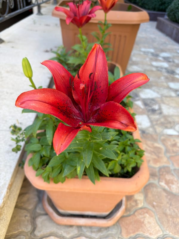 Garden morning: flowering plants, ripe fruit, and quiet outdoor scenes