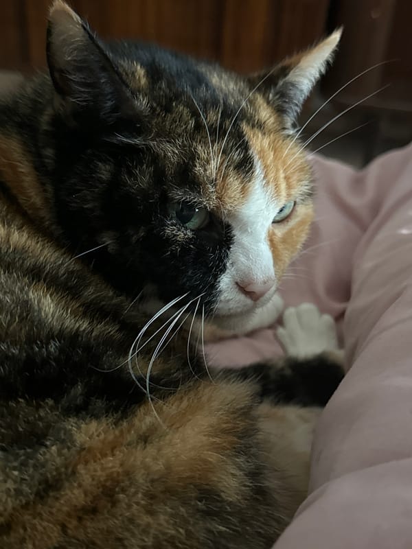Calico Cat Documented Resting and Grooming Over 41 Minutes