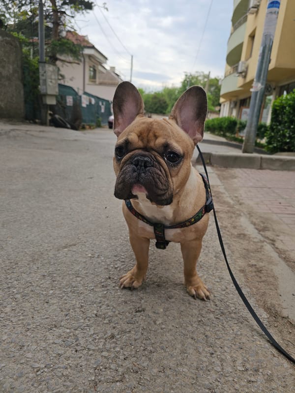 French Bulldog spotted on city sidewalk during morning hours