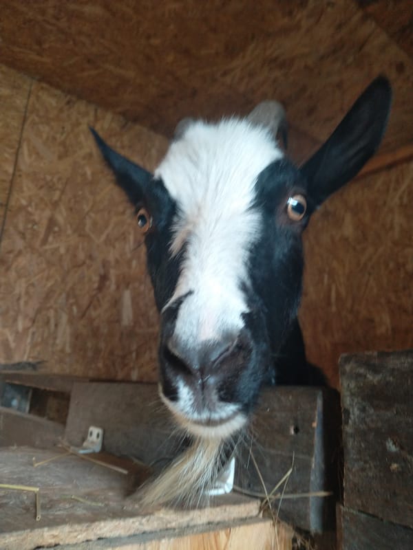 Goats and sheep in a farm barn setting