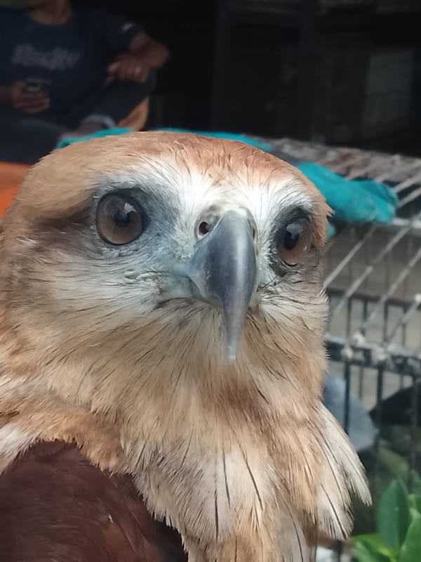 Brahminy Kite up close in Kuta Trieng, Indonesia