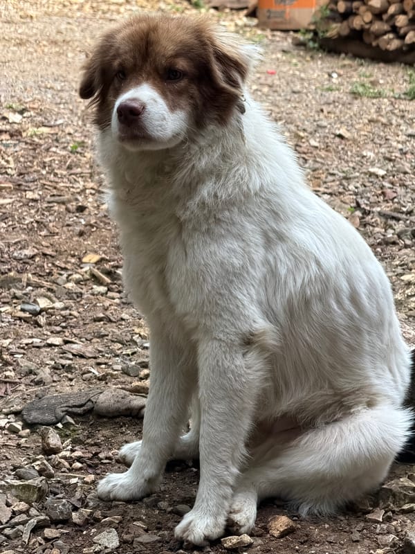 Woman pets dog in rural Mexican towns overnight