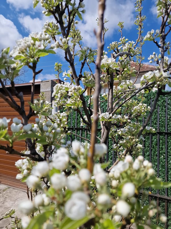 Spring morning moments captured: blooms, selfies, sunlight