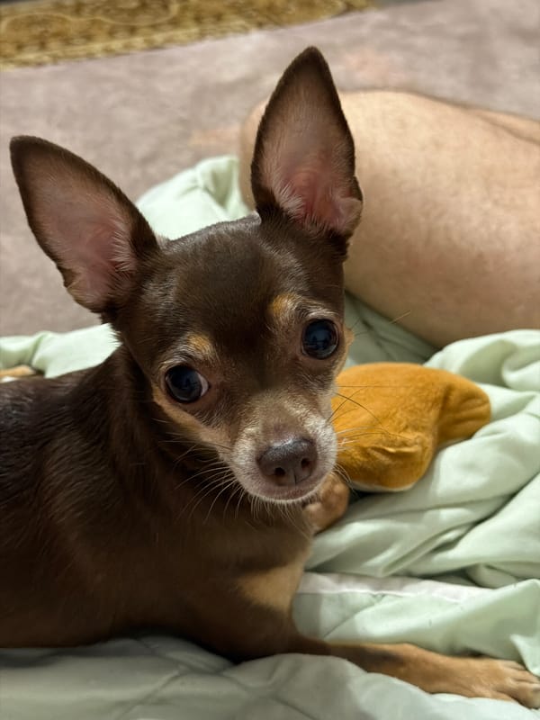 Chihuahua naps and plays with a toast toy on a green blanket