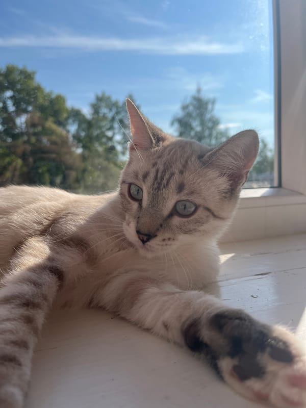 Lazy sunny afternoon at home with a cat and coffee