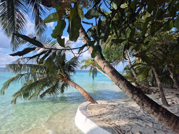 Palm trees lean over turquoise waters in Maldives beach scene
