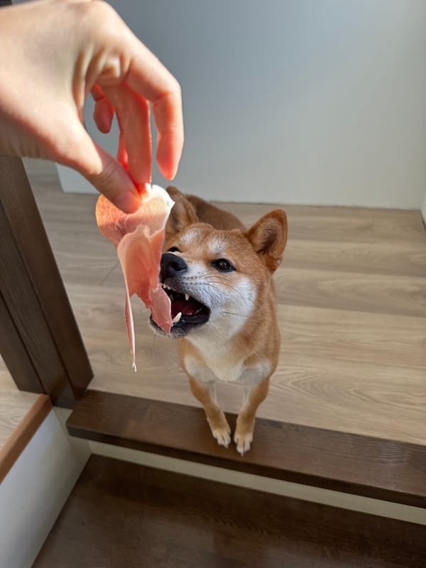 Dog snags prosciutto during pizza meal in Carnikava