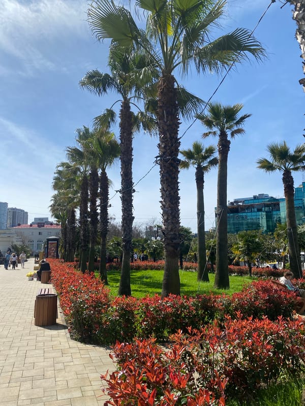 Palm-lined street scene documented in Sochi, Russia