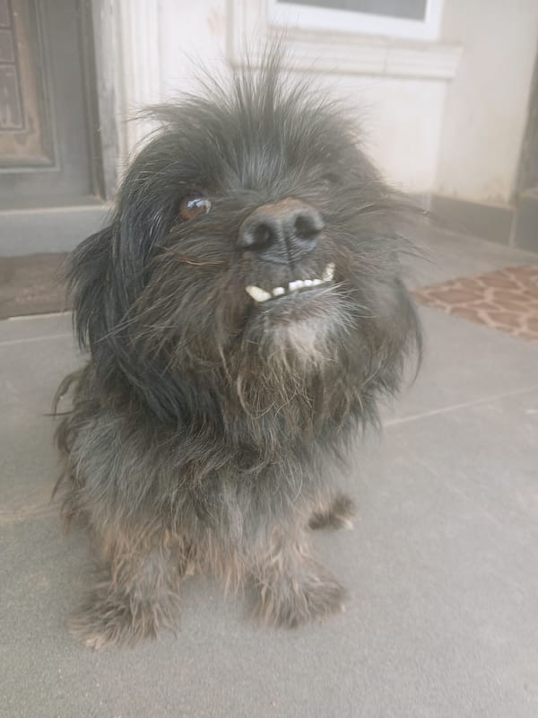 Kitwe witnesses capture dog resting, Jerusalem souvenir plate