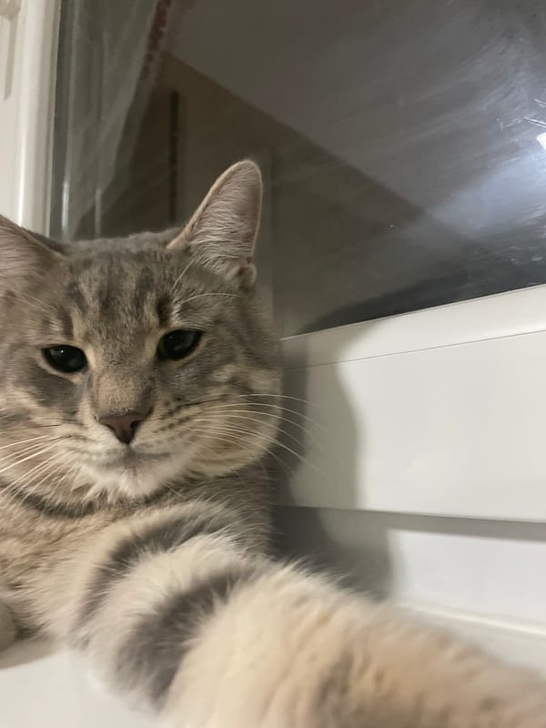 Tabby cat photographed in close-up portraits in Novi Sad