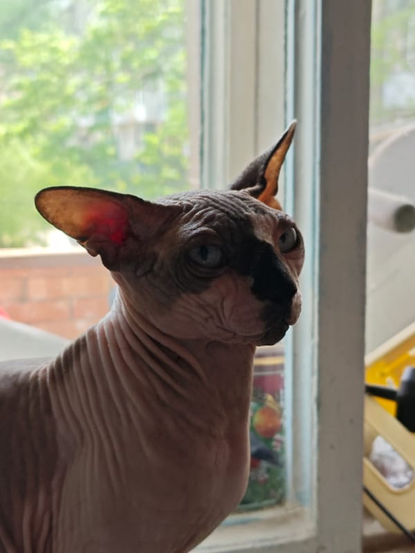 Sphynx cat spotted on window sill in Pyatigorsk, Russia
