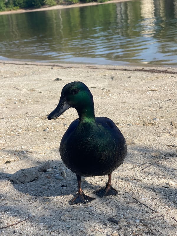 Duck hangs out on a Lommel beach while fruit gets held up to the sky