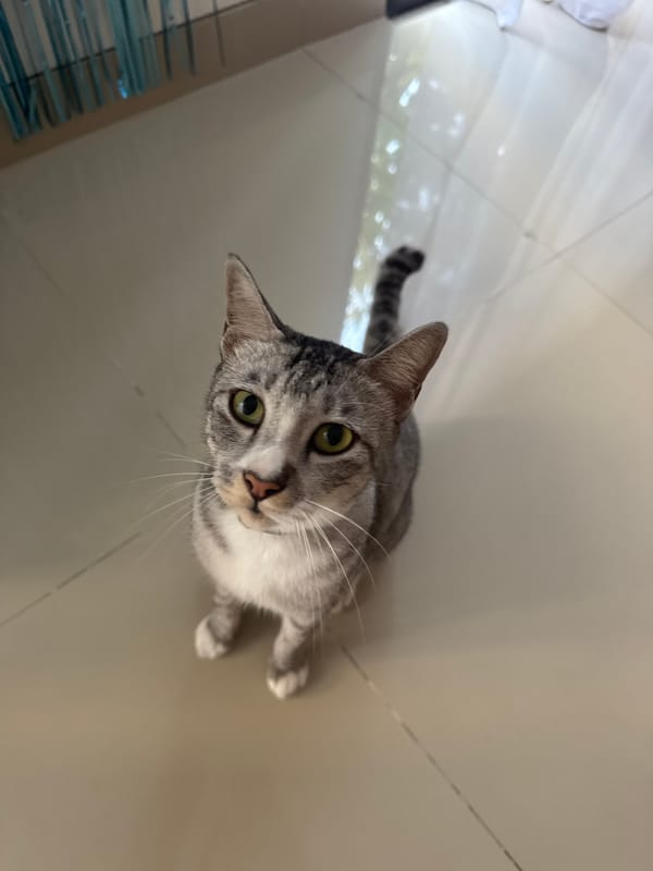 Grey tabby cat documented in early morning cafe scenes