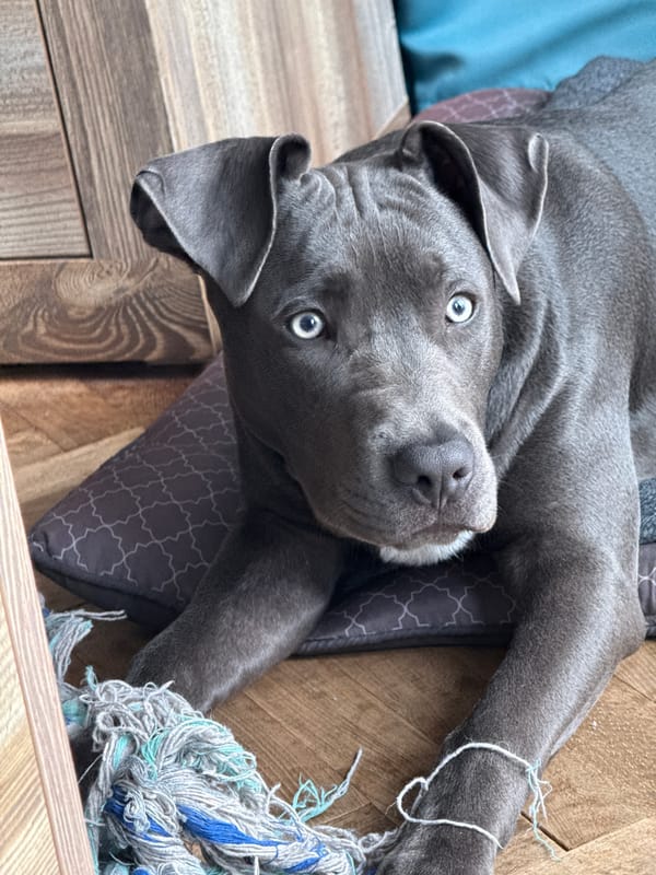 Dog's morning routine captured in Varna apartment