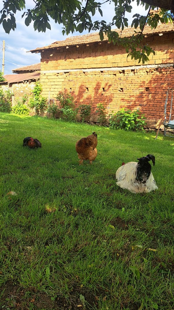 Chickens spotted foraging in yard near brick building