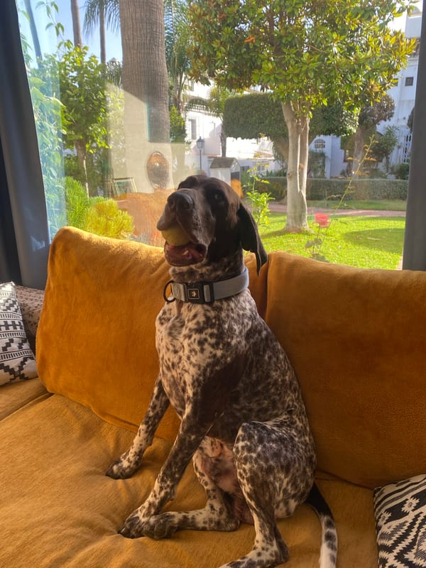 Dogs relaxing at an Estepona villa with poolside gardens