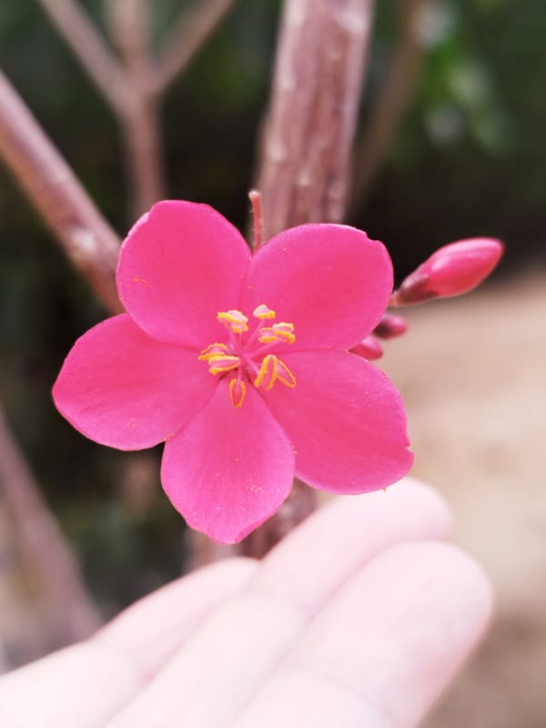 Pink flower and black cat moments documented across Egypt