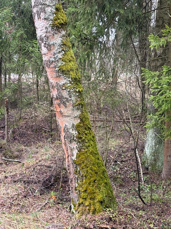 Morning forest stroller walk documented in Razdolye Russia