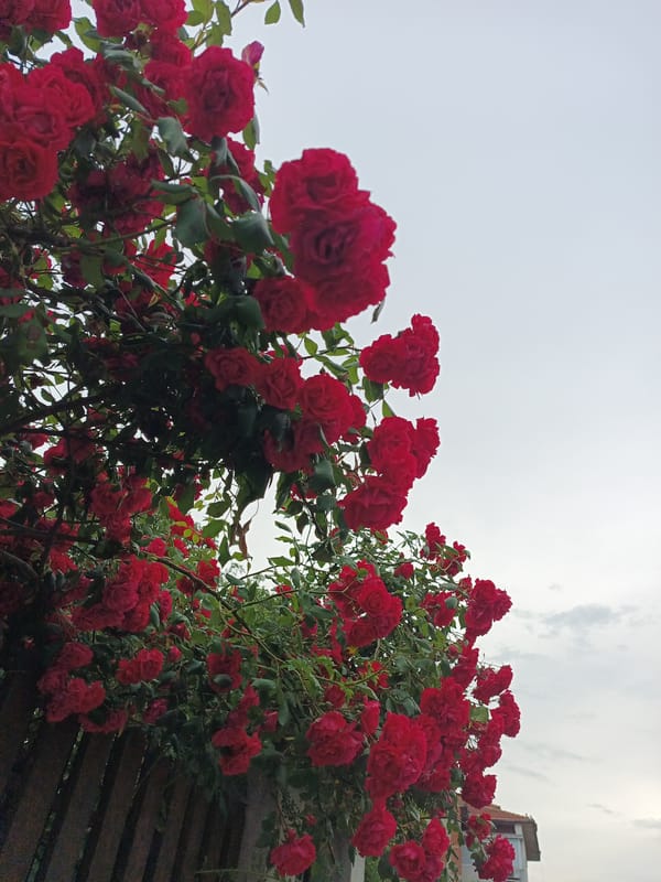 Rose garden blooms documented in Karnobat, Bulgaria