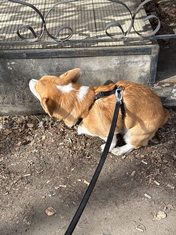 Corgi dog photographed during late night walk in Borzya