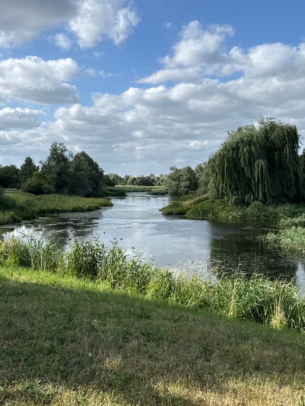 Waterways, reeds, and city streets in Szczecin
