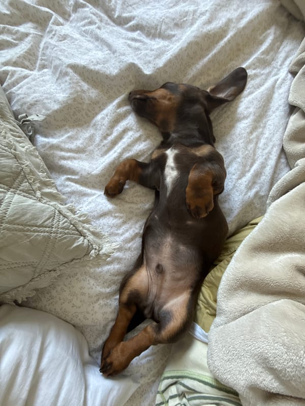Dachshund spotted relaxing on bed in Raanana